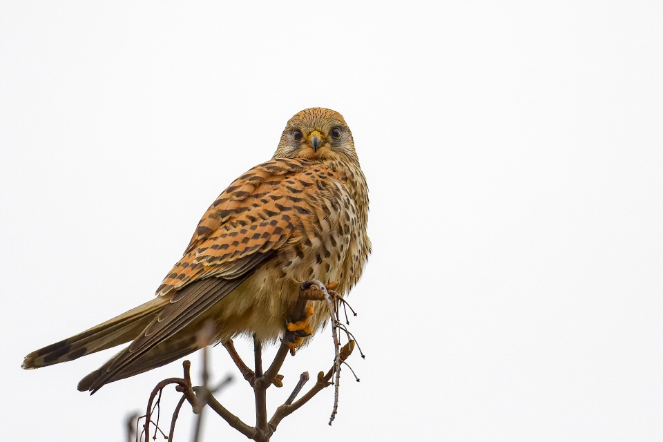 Turmfalke (weiblich)