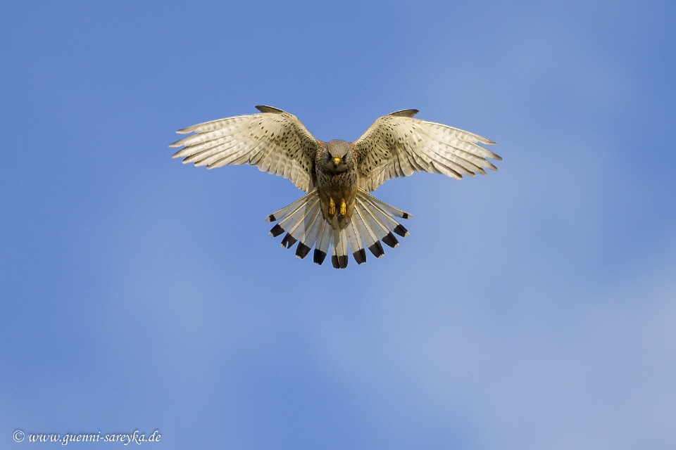 Turmfalke im Rüttelflug