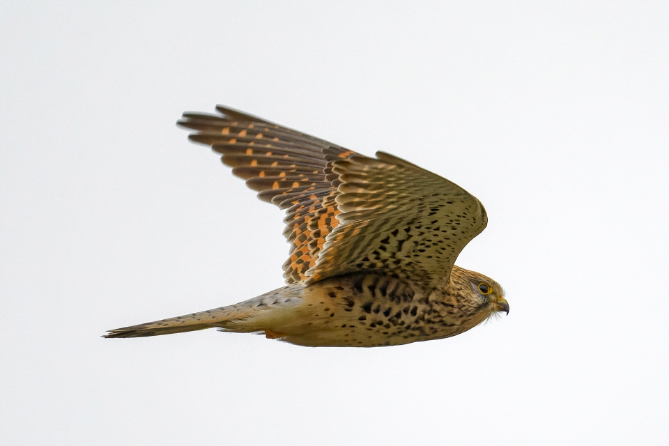 Weiblicher Turmfalke im Flug