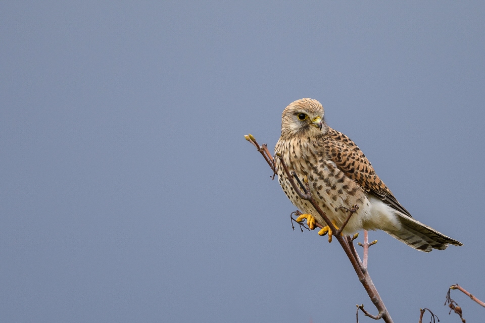 Turmfalke weibl.