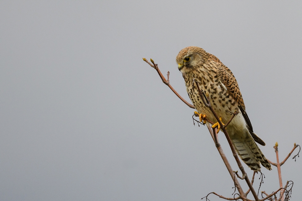 Turmfalke weibl.