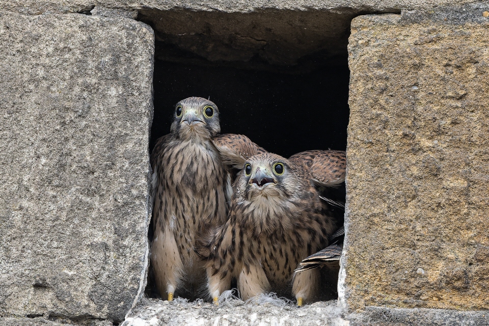 Juvenile Turmfalken