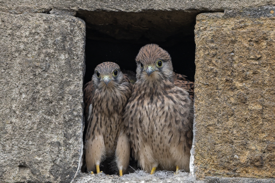 Juvenile Turmfalken