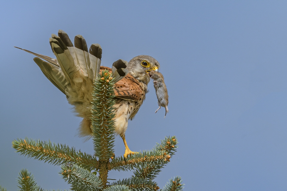 Turmfalke männlich mit Beute