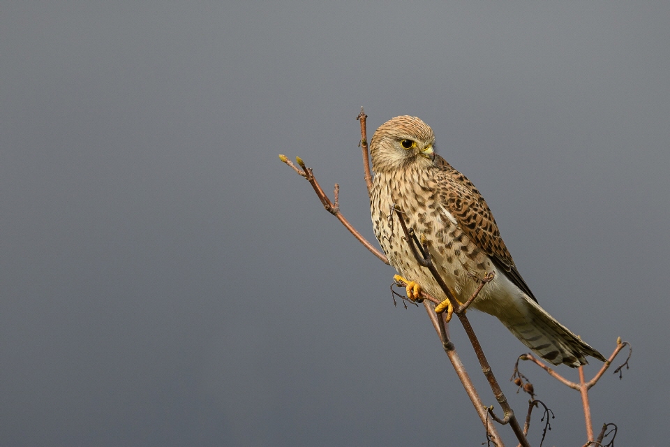 Turmfalke weibl.