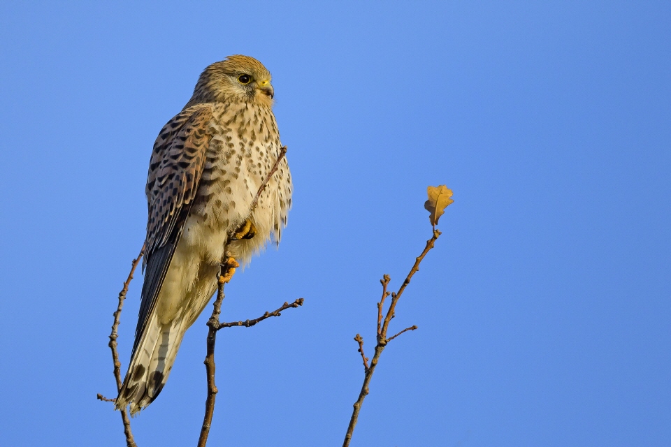 Turmfalke -weiblich-