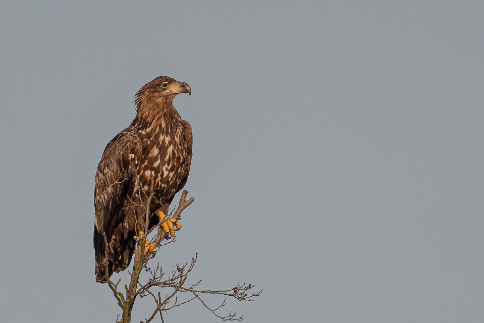 Seeadler