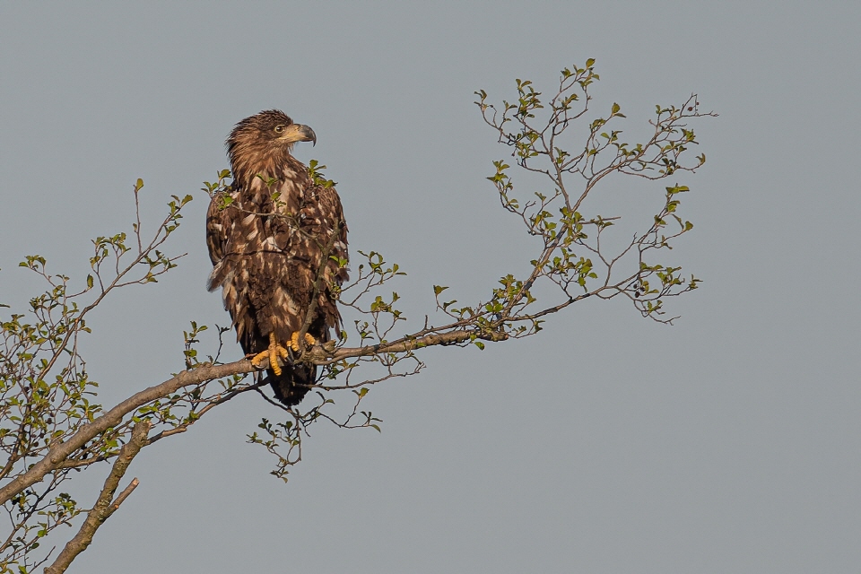 Seeadler