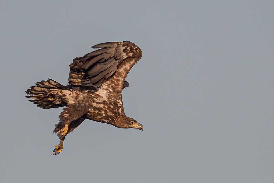 Seeadler