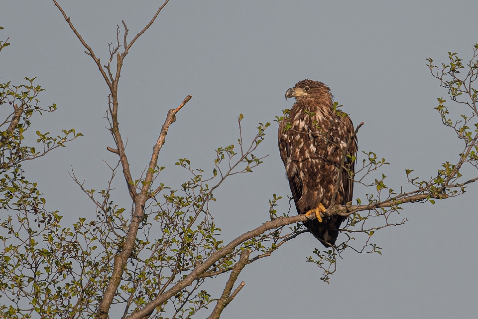 Seeadler