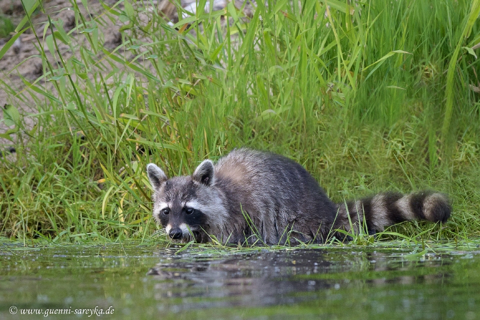 Waschbär