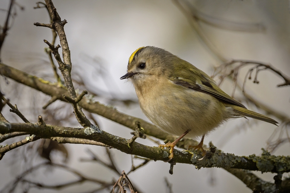 Wintergoldhähnchen 