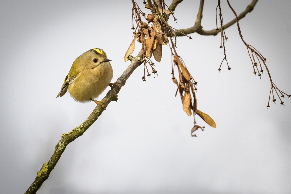 Wintergoldhähnchen