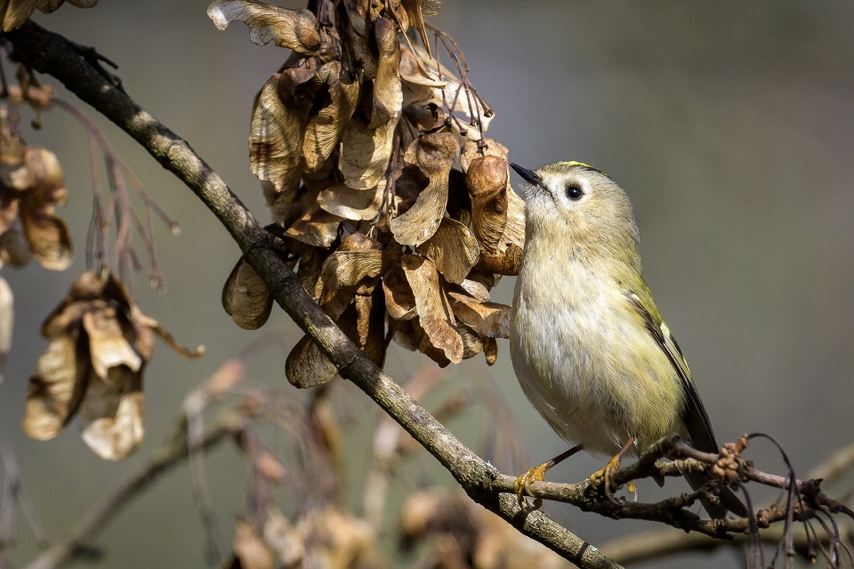 Wintergoldhähnchen