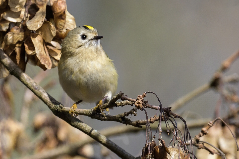 Wintergoldhähnchen