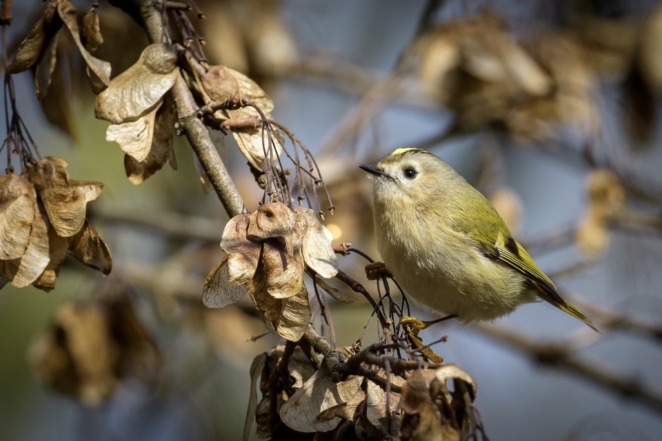 Wintergoldhähnchen