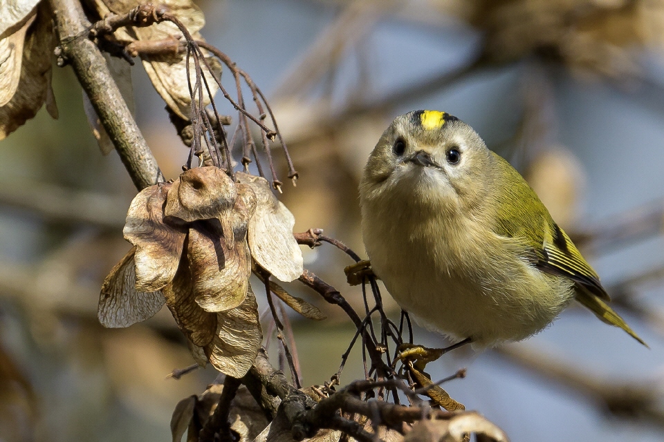 Wintergoldhähnchen