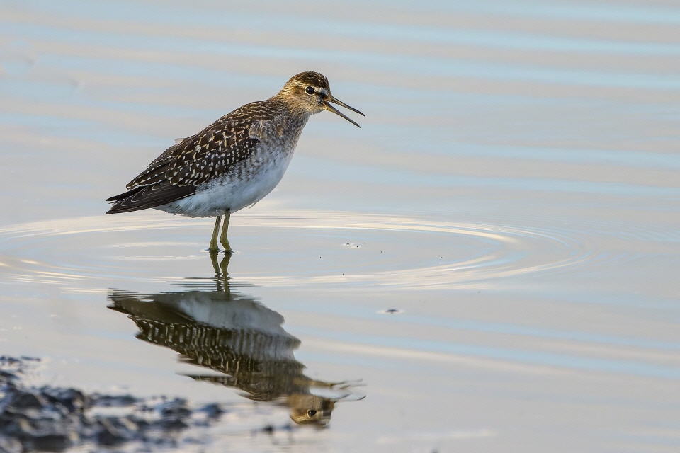 Bruchwasserläufer