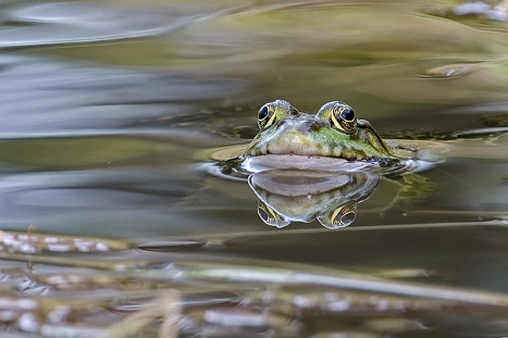 Amphibien und Reptilien