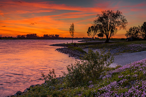 Niederrhein und Altrhein