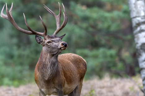 Rothirsche -allgemein-