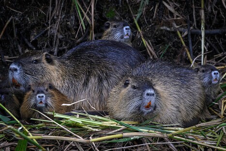 Nutrias