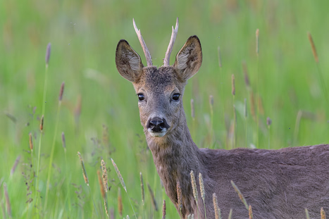 Rehe