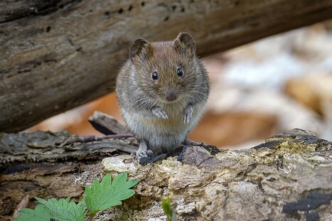 Sonstige Säugetiere