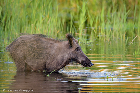 Wildschweine