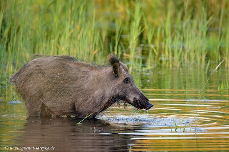 Wildschweine