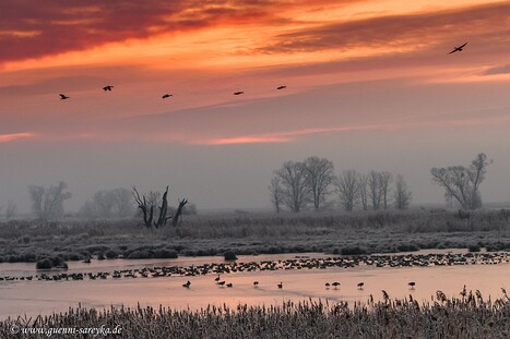 Entenvögel allgemein