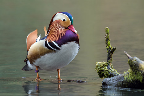 Mandarinenten