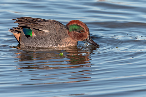 Gründelenten (Schwimmenten)