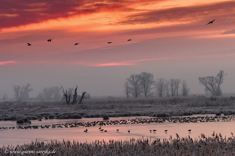 Enten