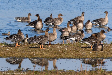 Verschiedene Gänsearten
