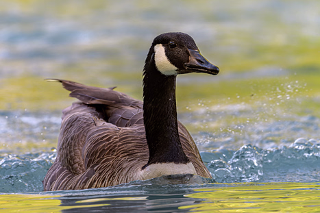 Gänse