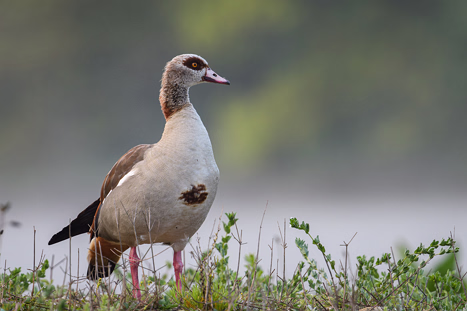 Nilgänse