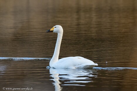 Singschwäne