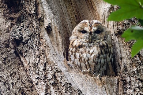 Eulenvögel