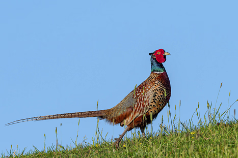Hühnervögel