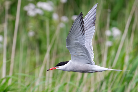 Seeschwalben