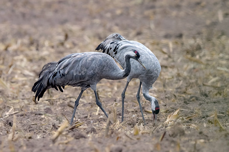 Rallenvögel