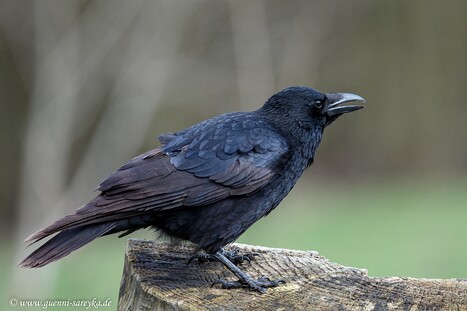 Rabenvögel