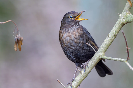 Sperlingsvögel