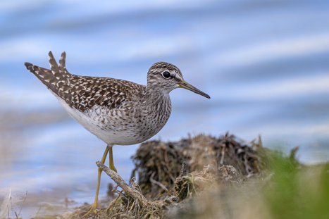 Bruchwasserläufer