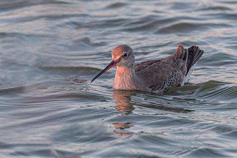 Dunkler Wasserläufer