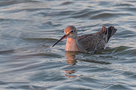 Dunkler Wasserläufer