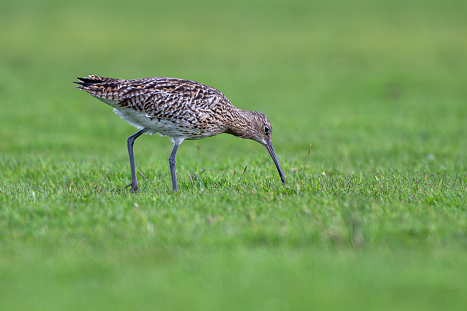 Große Brachvögel