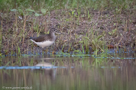 Waldwasserläufer