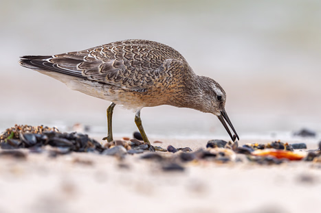 Watvögel